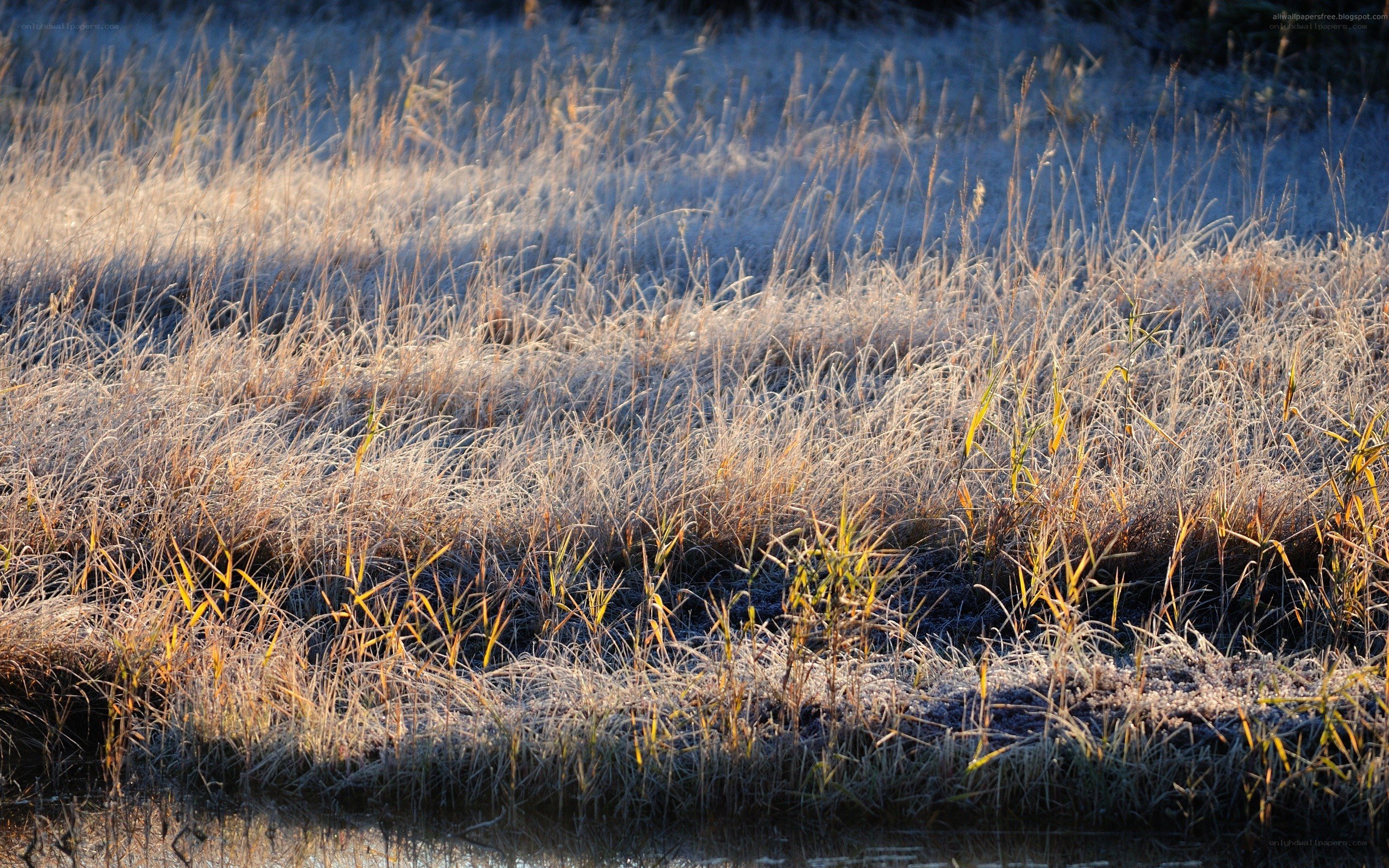 Frosty grass at dawn