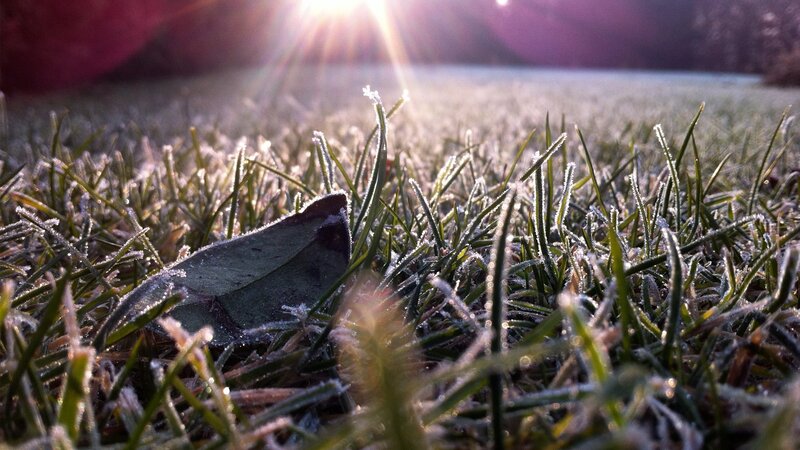 frosty grass at sunrise