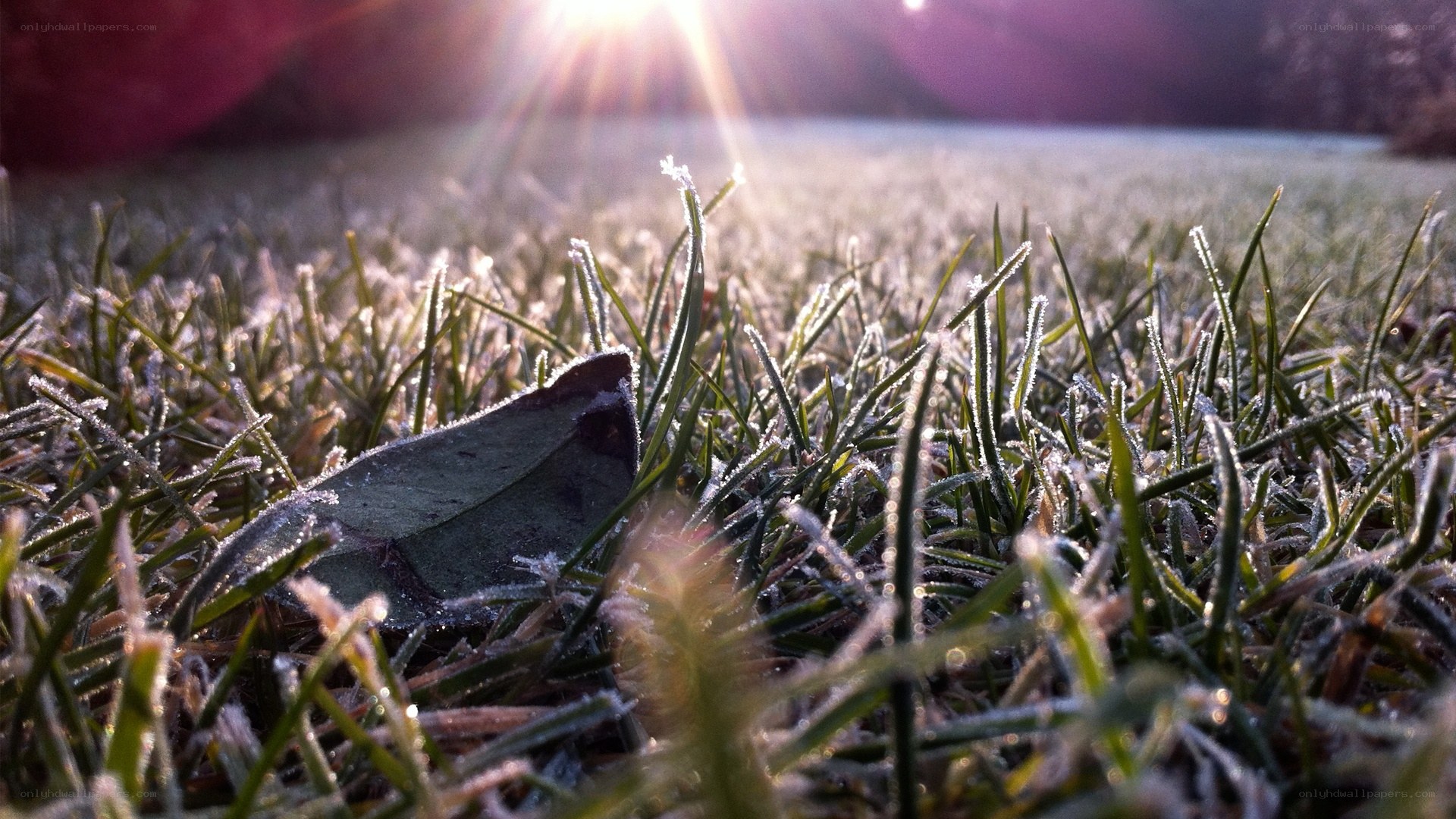 frosty grass at sunrise