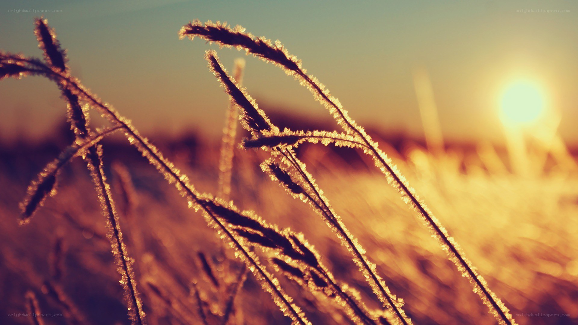Frosty grass at sunrise