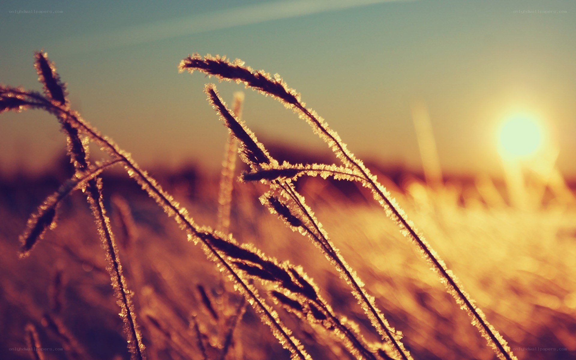 Frosty grass at sunrise