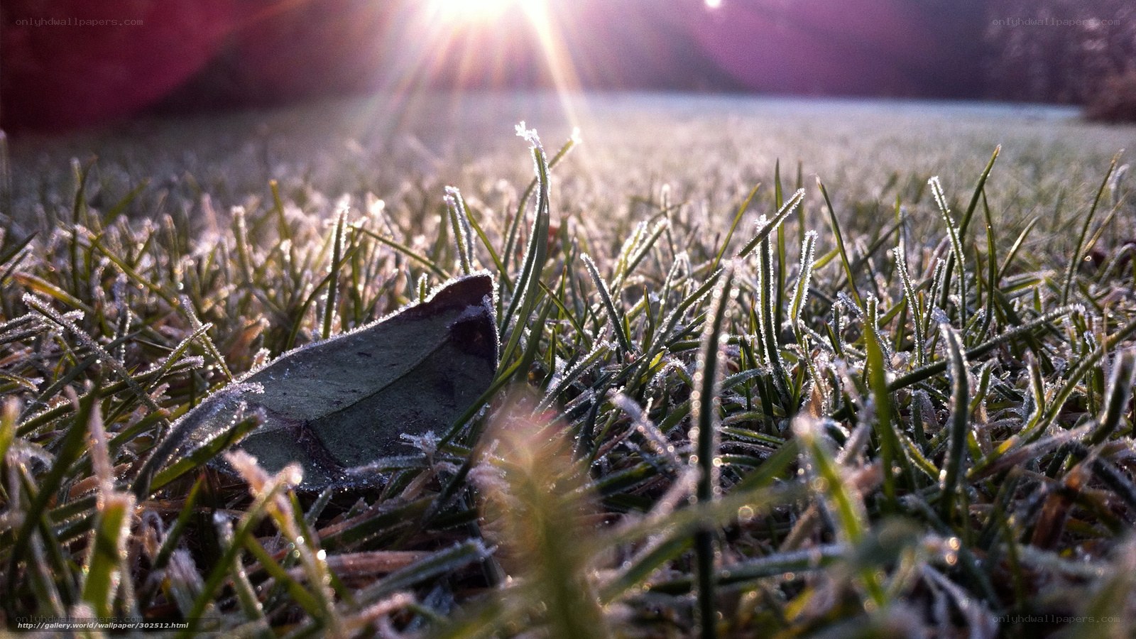 Frosty grass at sunrise