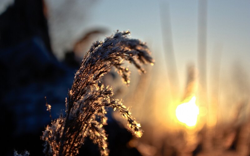 Frosty grass at sunset