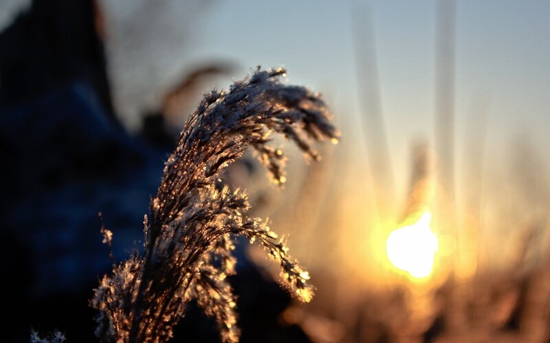 Frosty grass at sunset