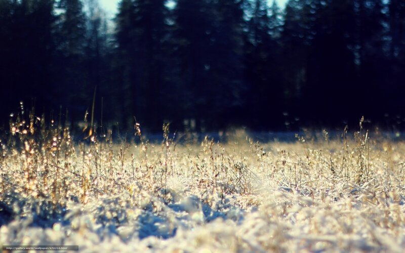 frosty grass in forest