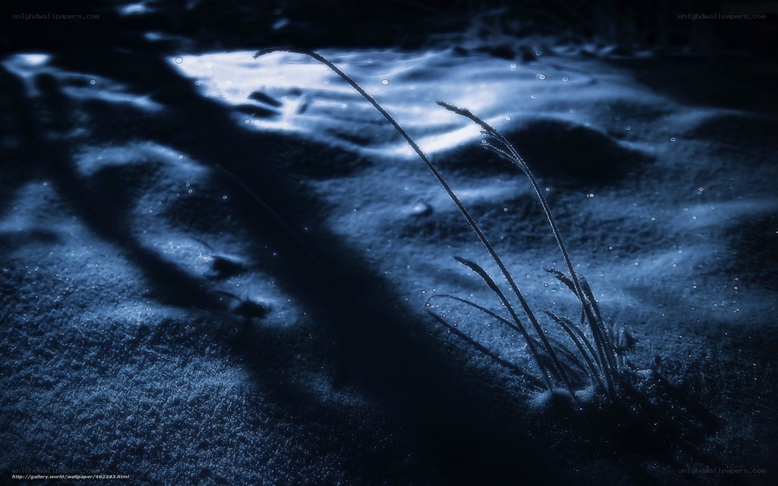 Frosty grass in moonlight
