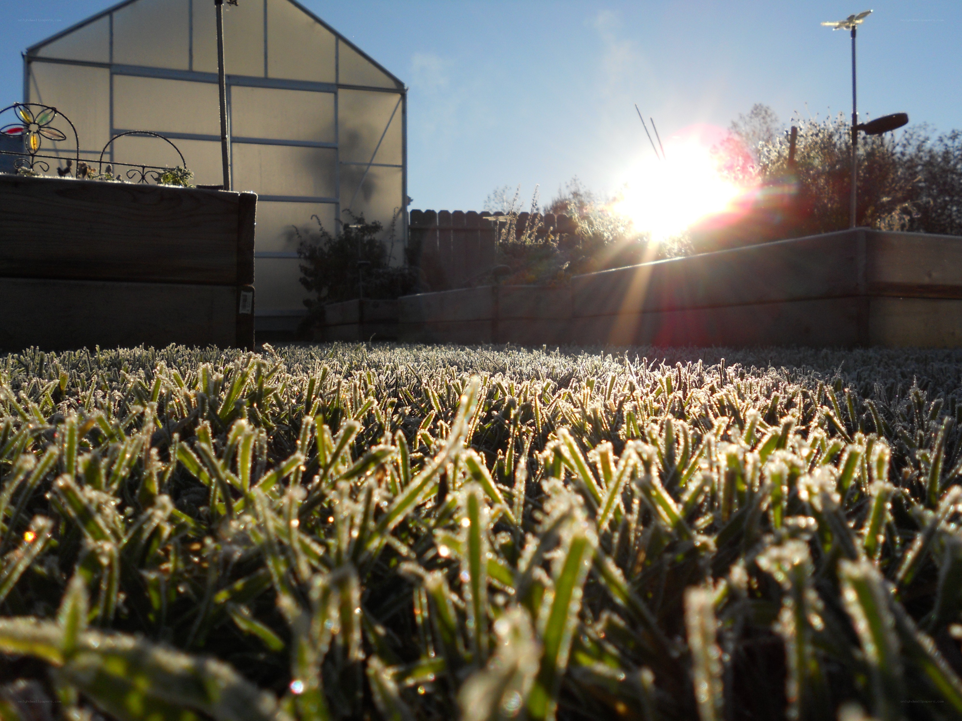 frosty grass in morning light