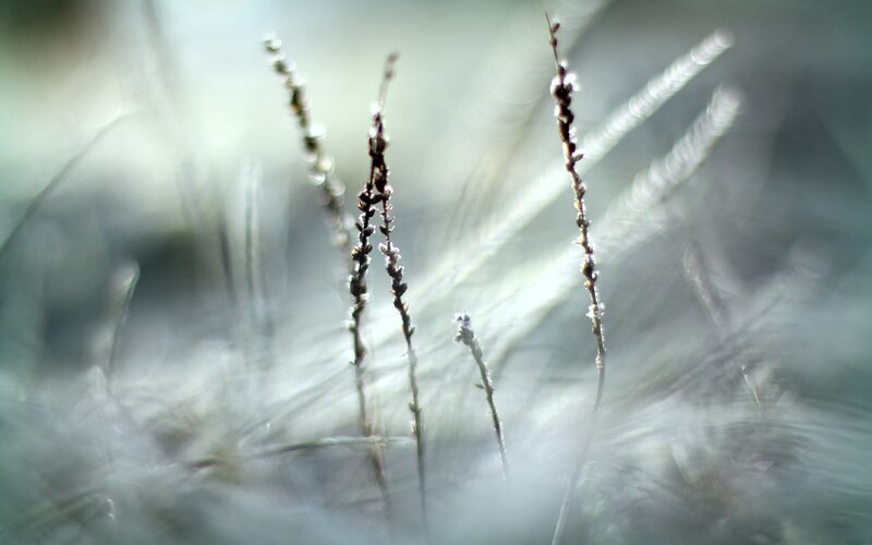 Frosty grass in morning light