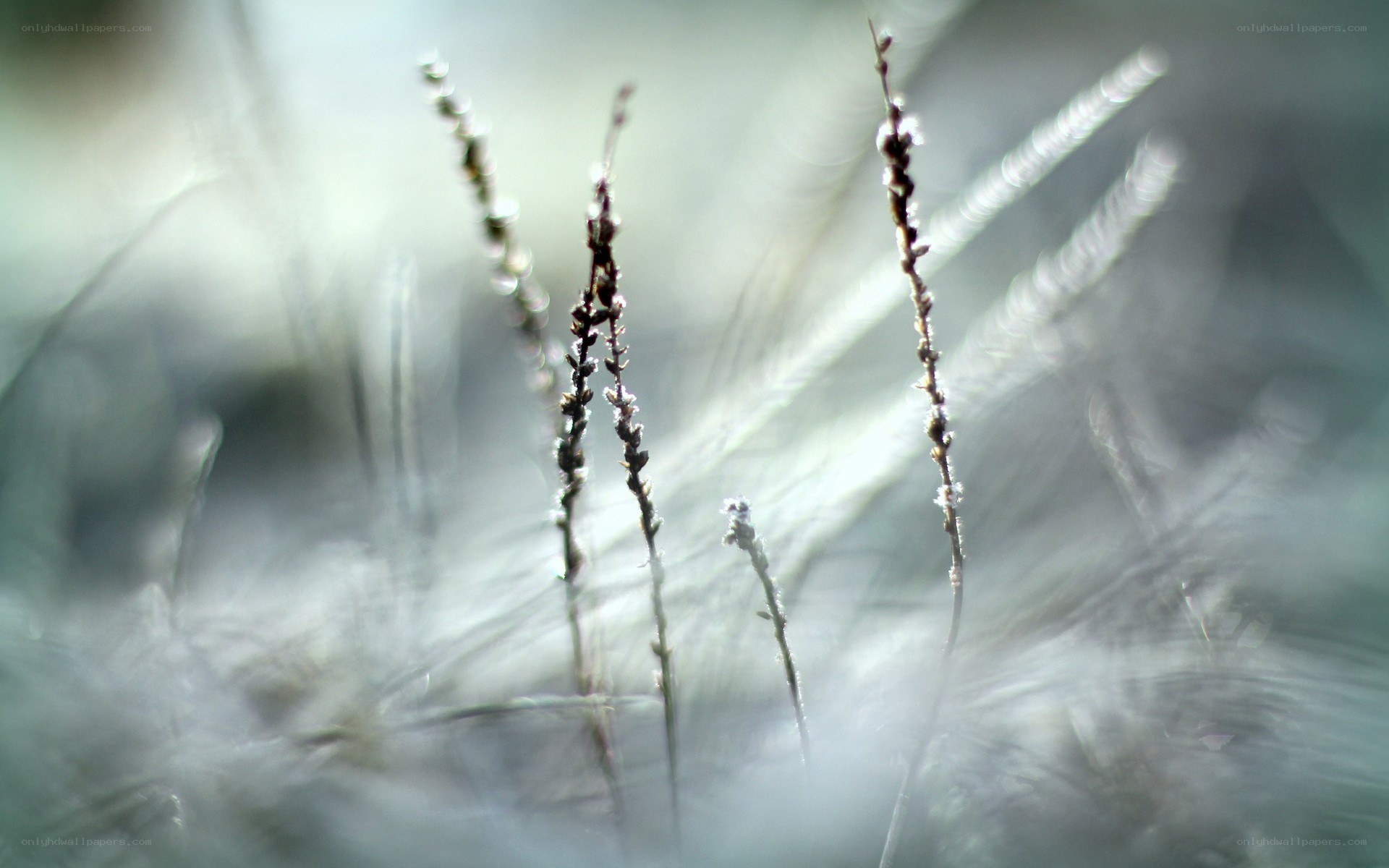 Frosty grass in morning light
