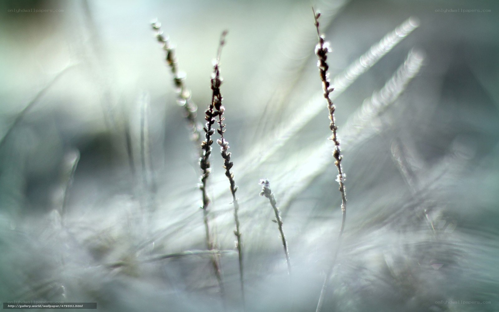 Frosty grass in morning light