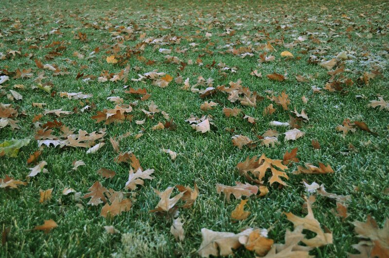 frosty grass with fallen leaves