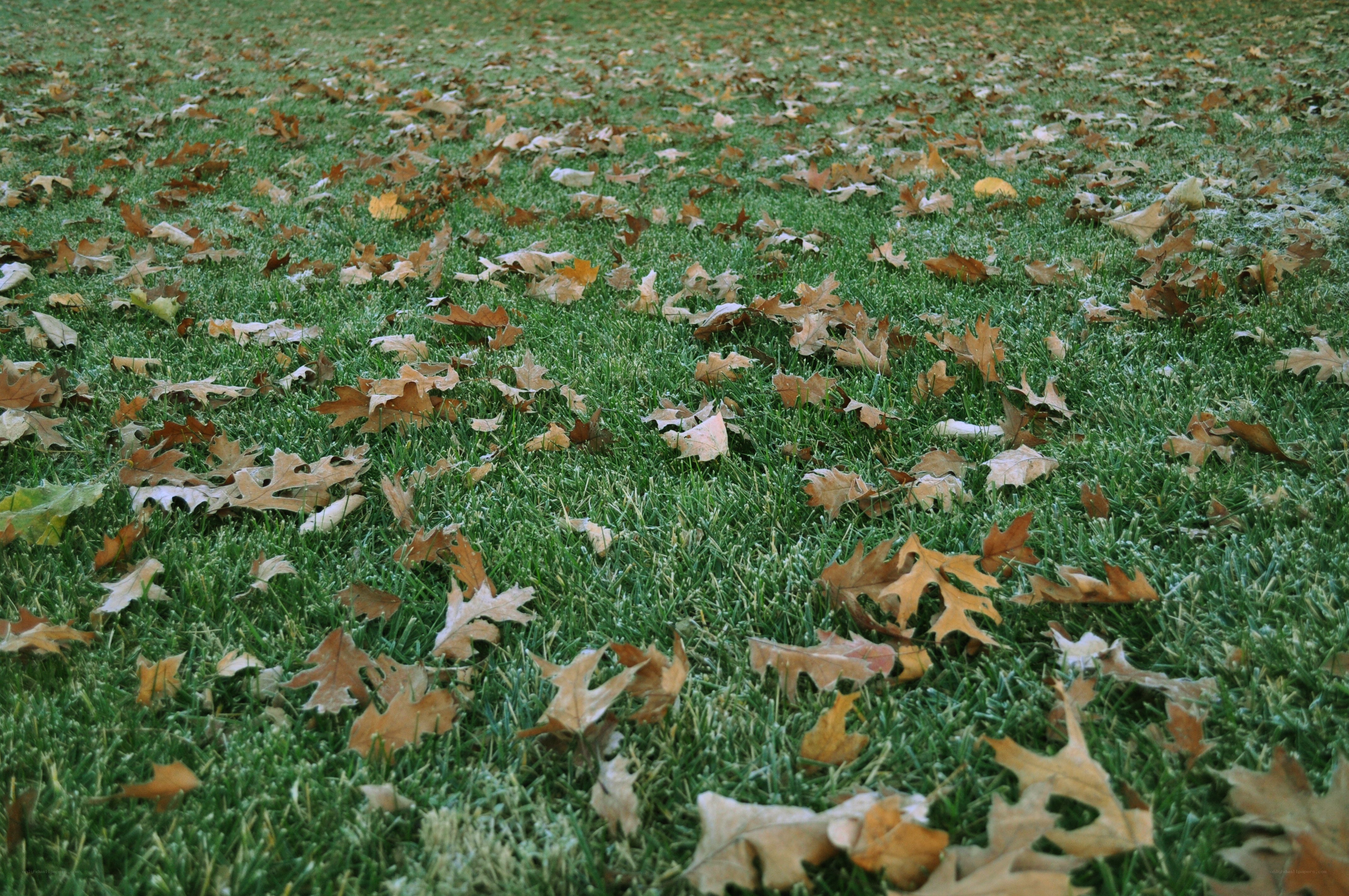 frosty grass with fallen leaves