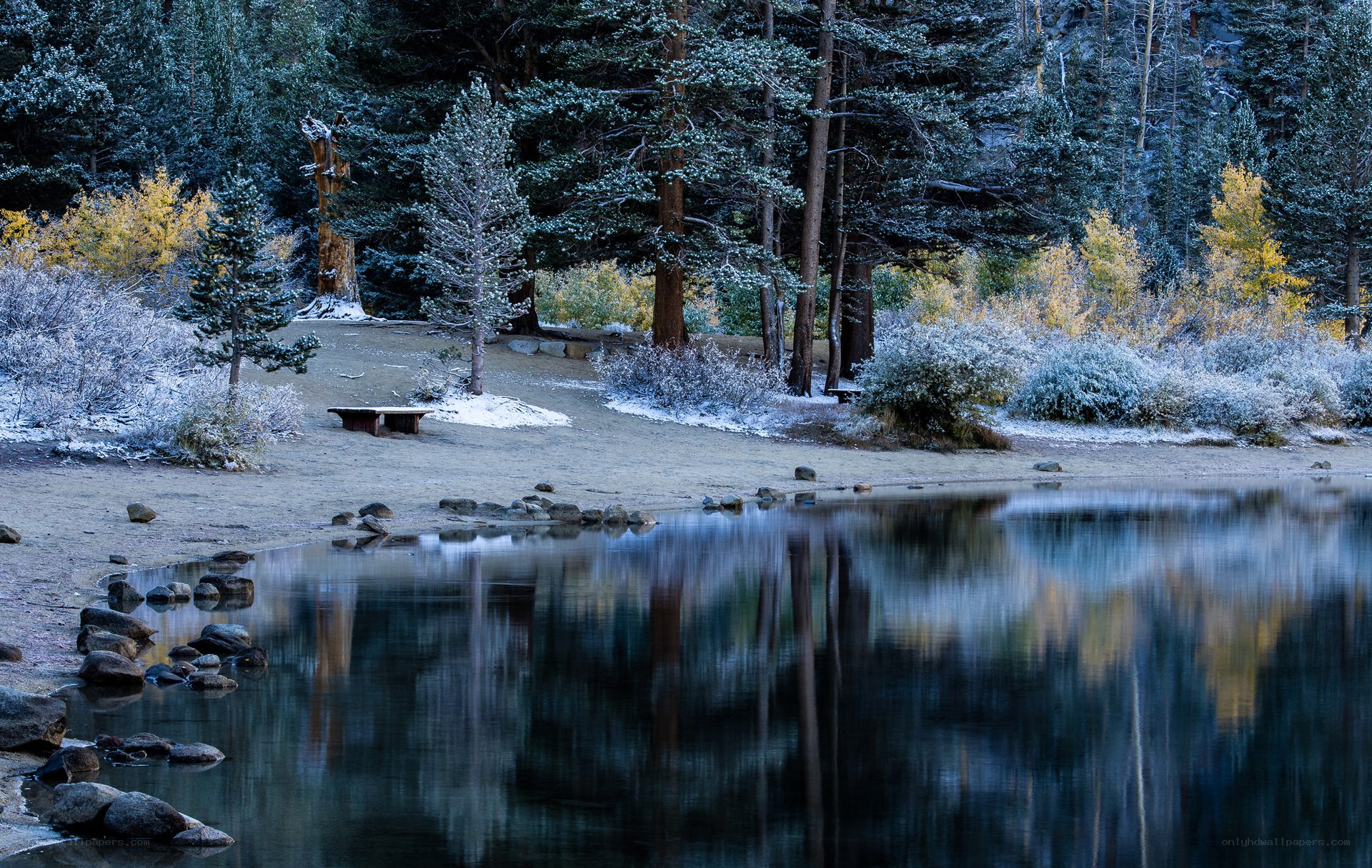 Frosty lake in a forest