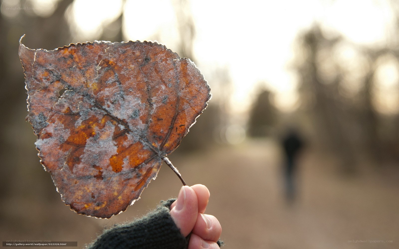 frosty leaf in hand