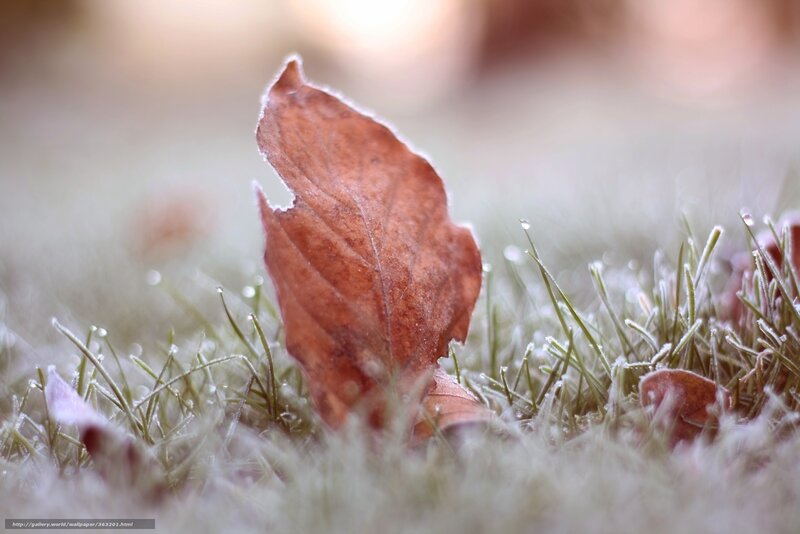 frosty leaf on grass