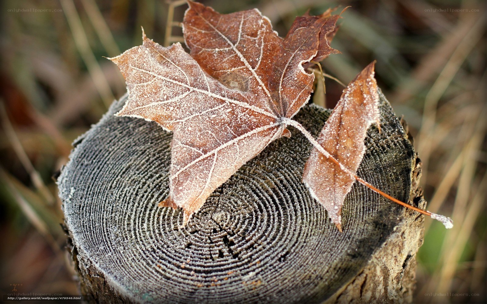 Frosty leaf on tree stump