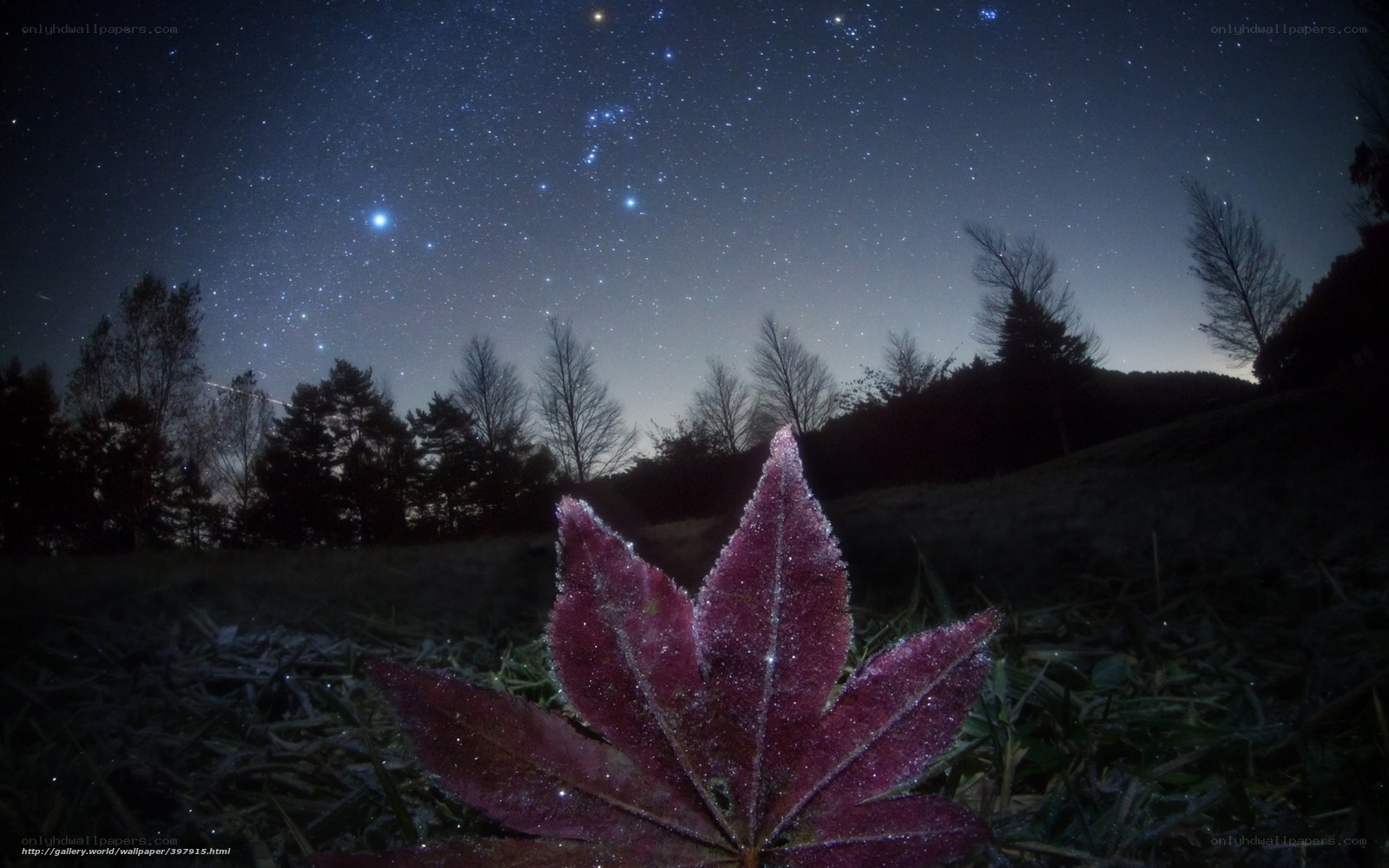 Frosty leaf under starry sky