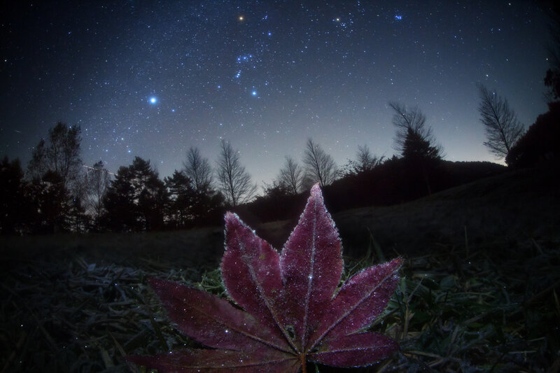 Frosty leaf under starry sky