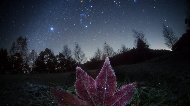 Frosty leaf under starry sky