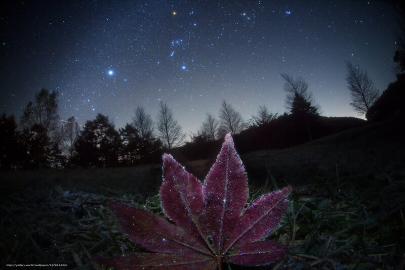 Frosty leaf under starry sky