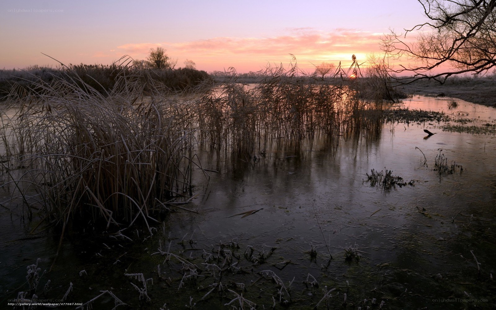 Frosty marsh at sunset