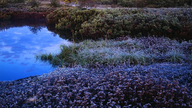 Frosty morning by the pond