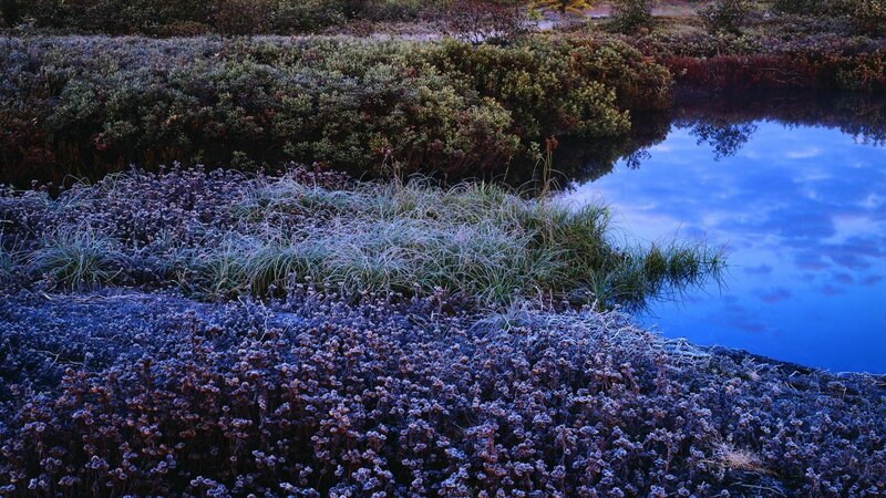 Frosty morning by the pond