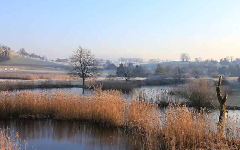 Frosty morning by the pond