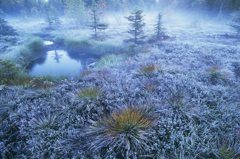 Frosty morning in a forest marsh