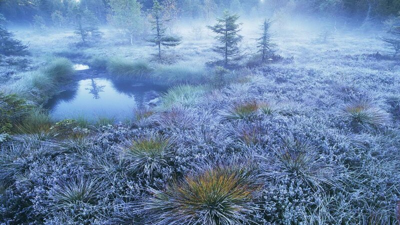 Frosty morning in a forest marsh