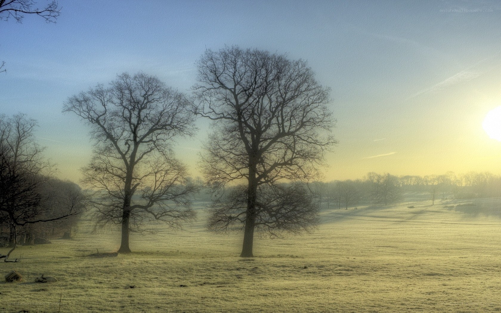 Frosty morning with bare trees