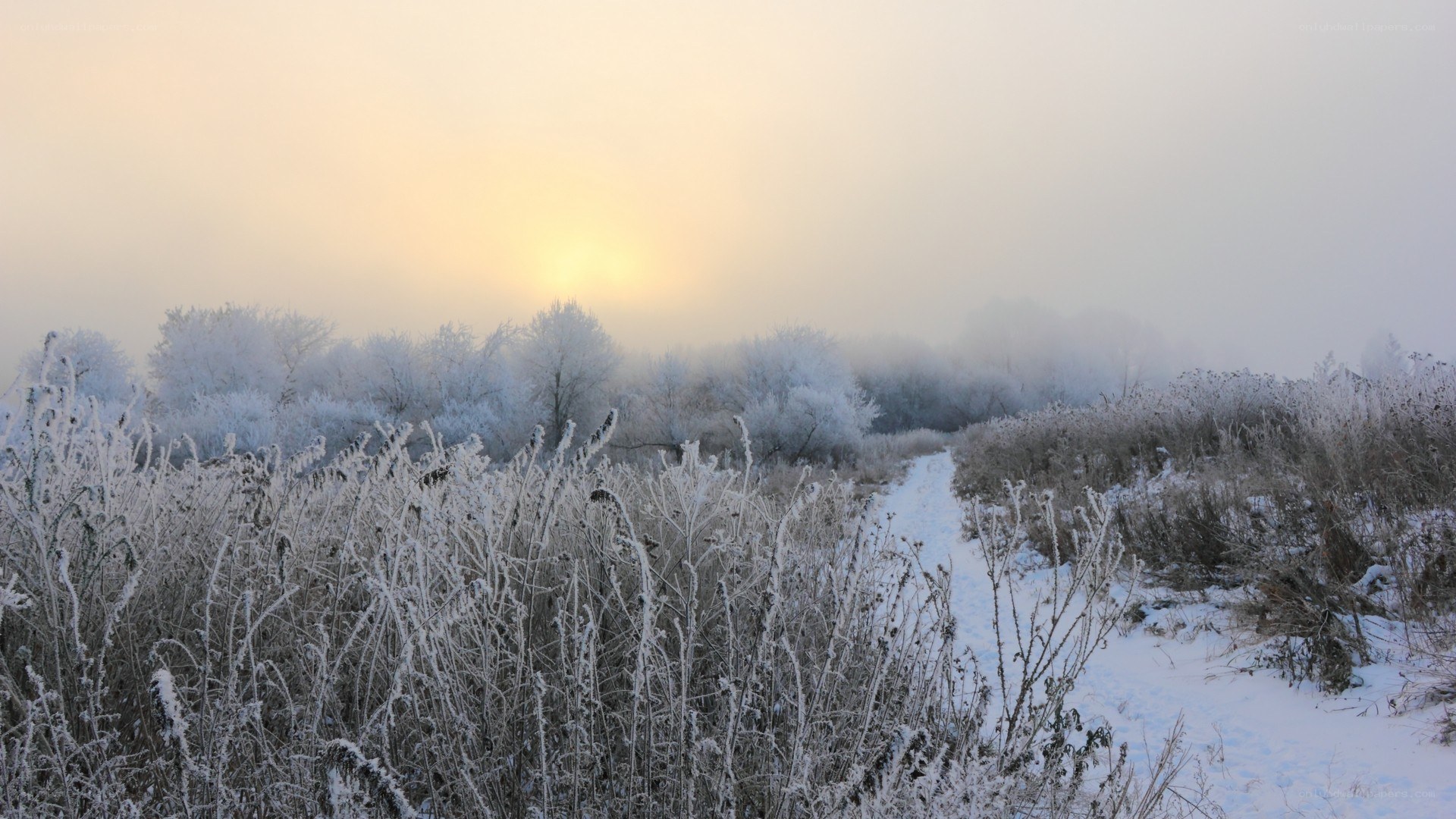 frosty path at sunrise