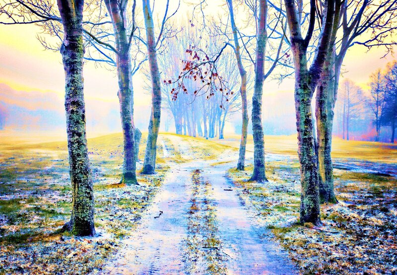Frosty Path Between Trees