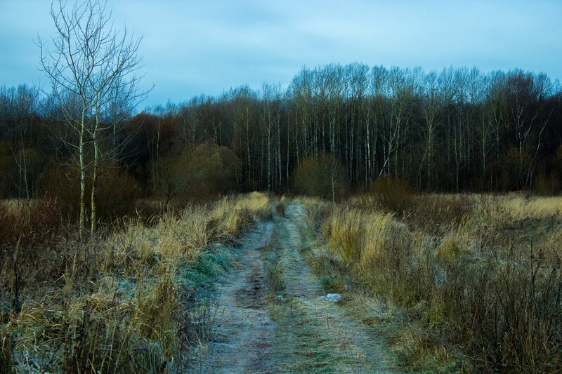 Frosty Path in Forest — Blue