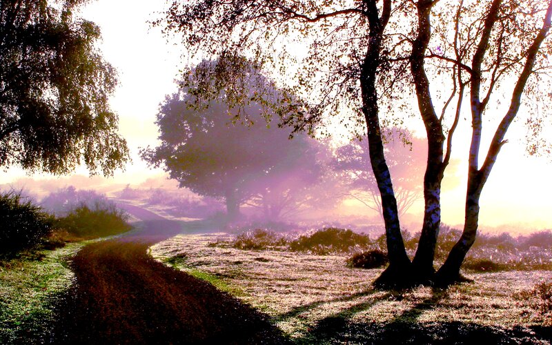 Frosty Path in Forest