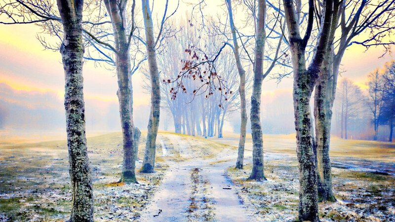 Frosty Path in Forest — Yellow