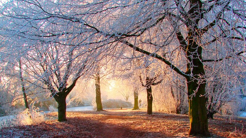Frosty path in winter park