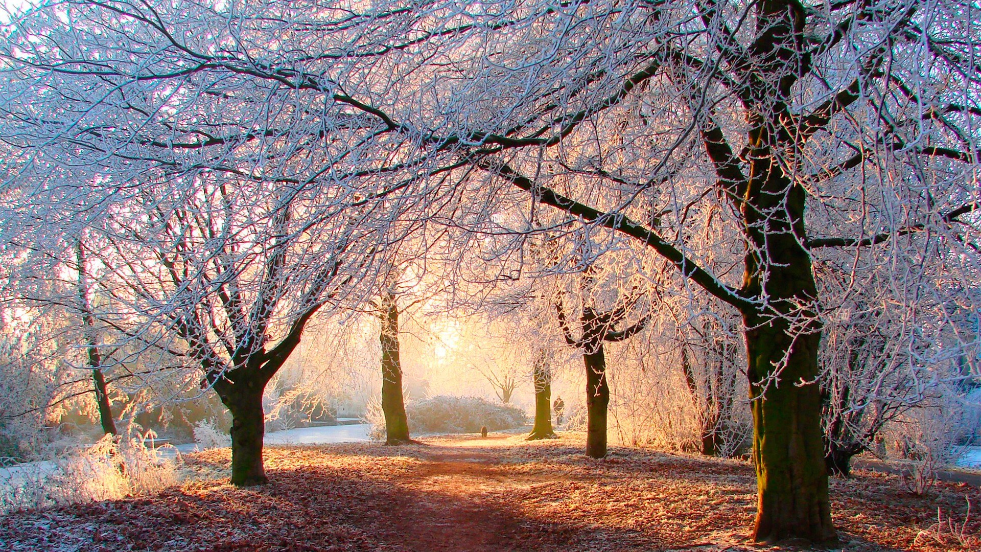 Frosty path in winter park