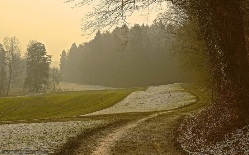 Frosty path through a misty forest