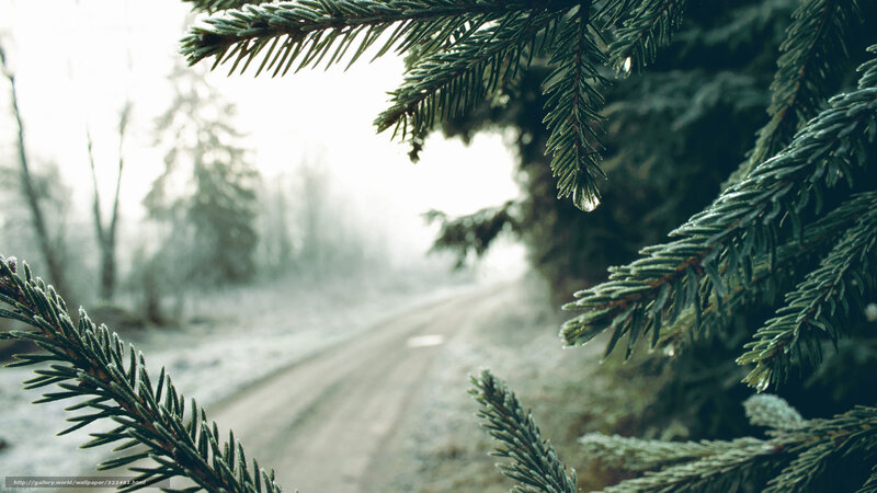 Frosty pine branches in winter