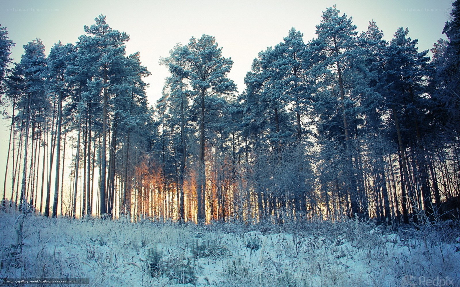 Frosty pine forest at sunrise