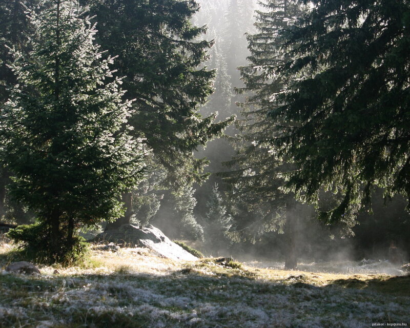 Frosty Pine Forest