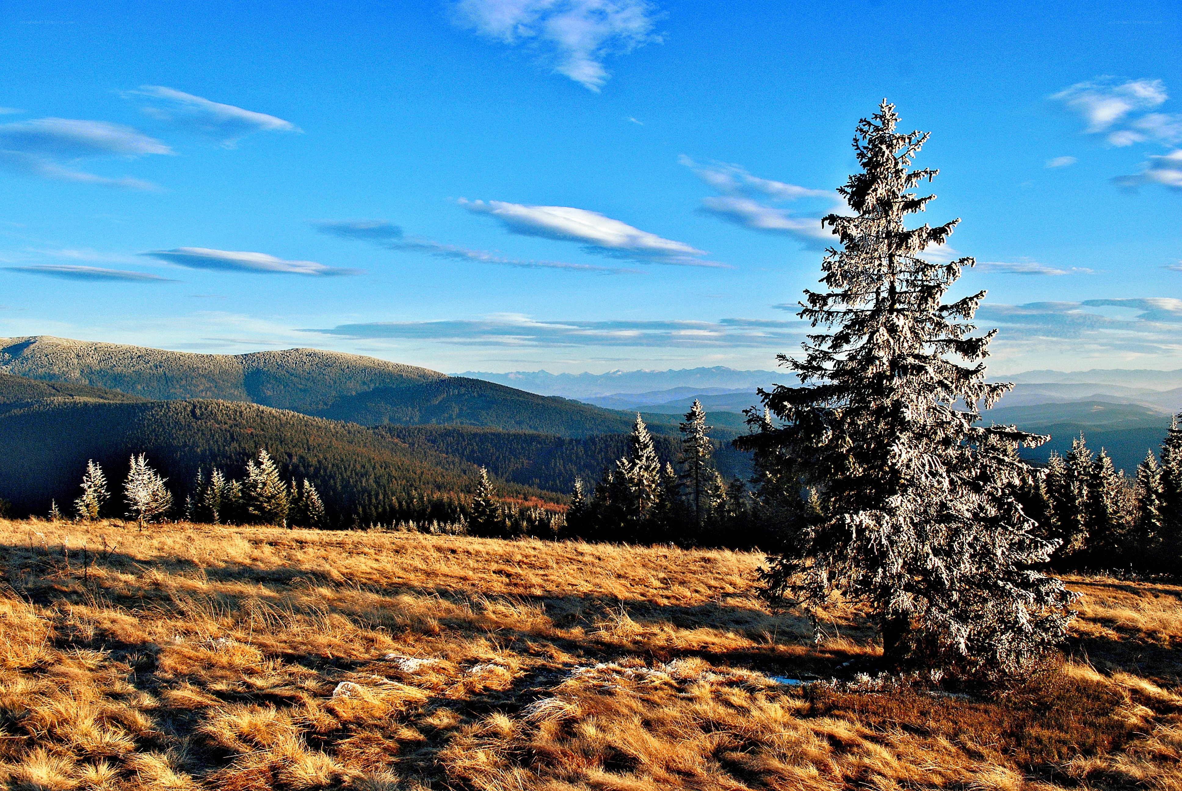 Frosty pine on a mountain meadow