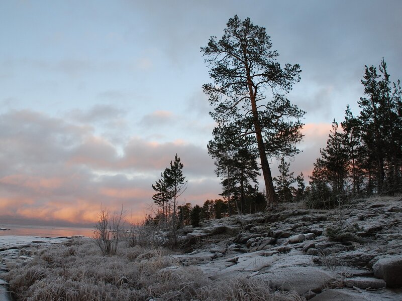Frosty pine trees at sunset