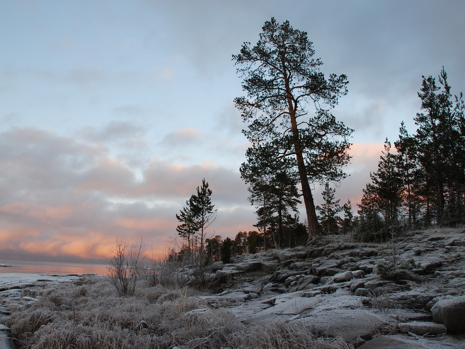 Frosty pine trees at sunset