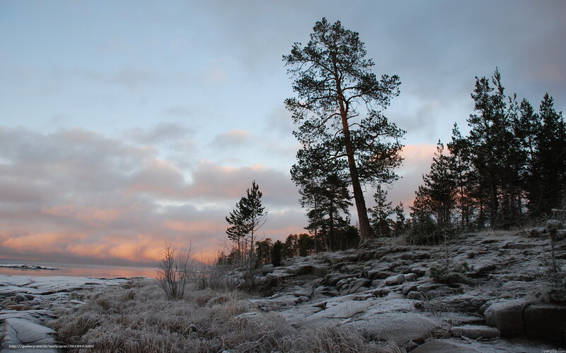 Frosty pine trees at sunset