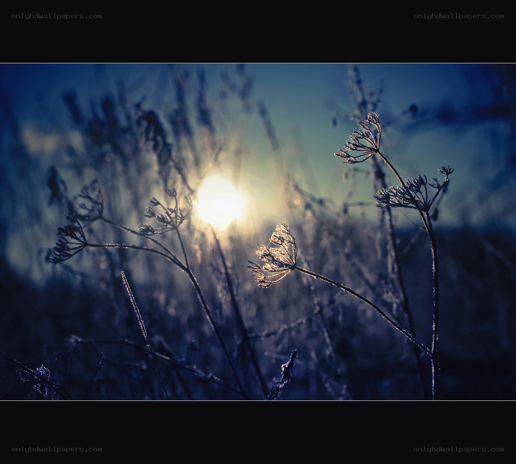 Frosty plants at sunrise