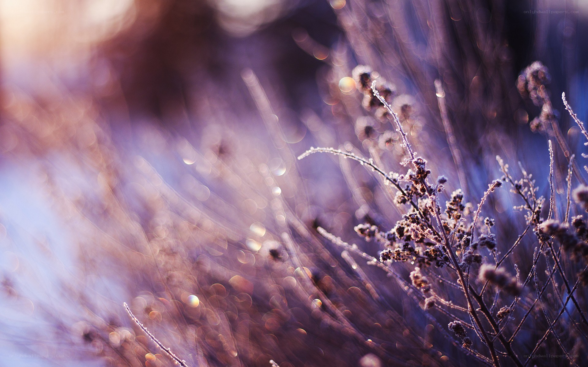 frosty plants in golden light