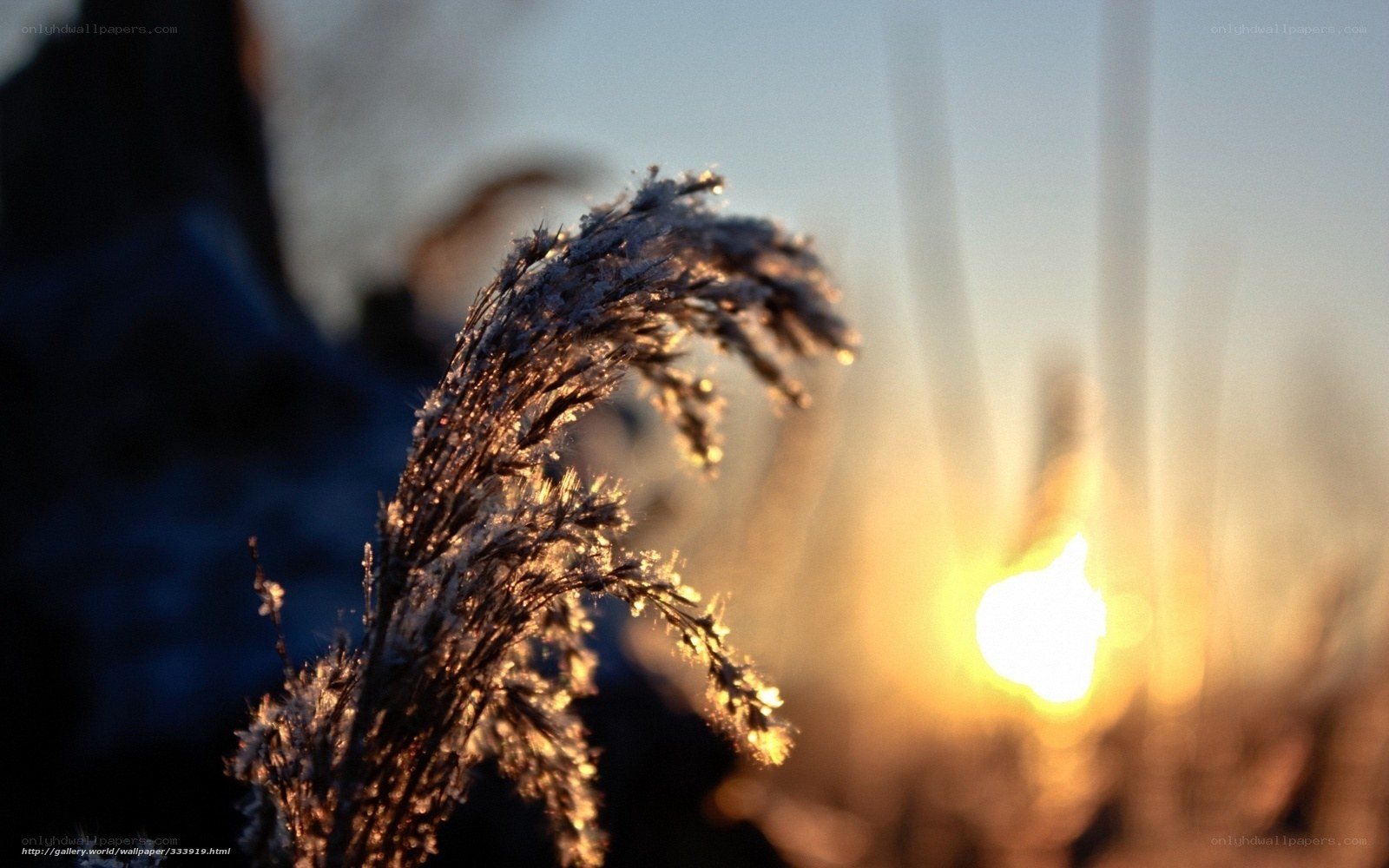 Frosty reeds at sunset