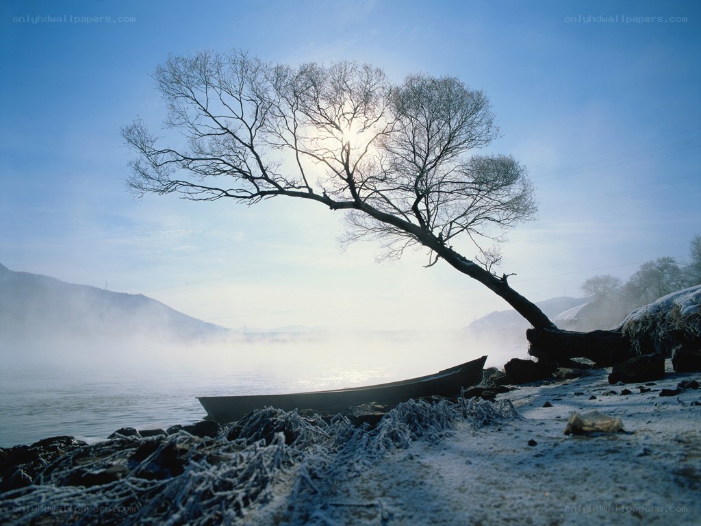 Frosty riverbank with lone tree